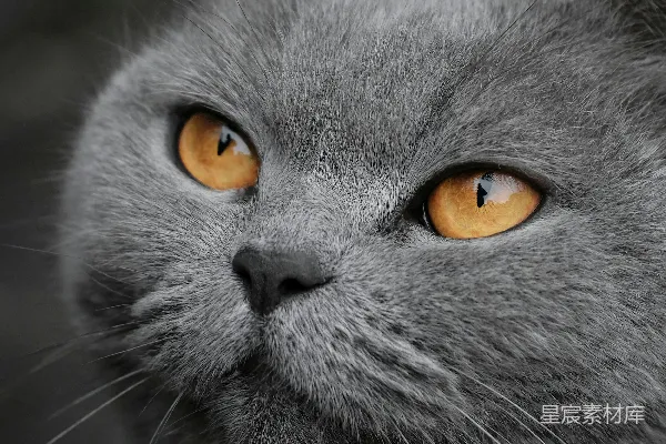 高清摄影 灰猫的眼睛
