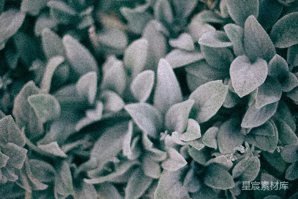 高清摄影 心形绿植特写