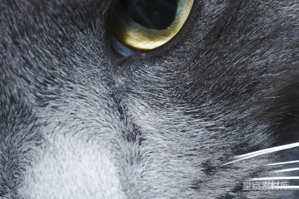 高清摄影 猫咪的眼睛特写