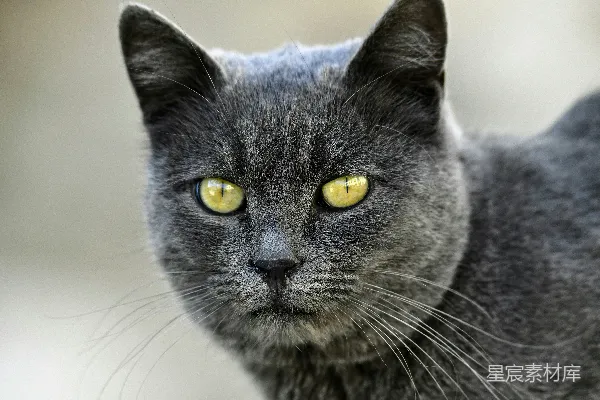 高清摄影 深邃目光的灰色猫咪