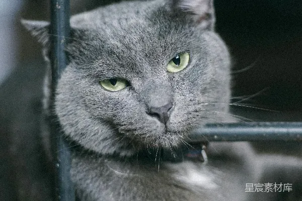 高清摄影 深灰色猫咪的凝视
