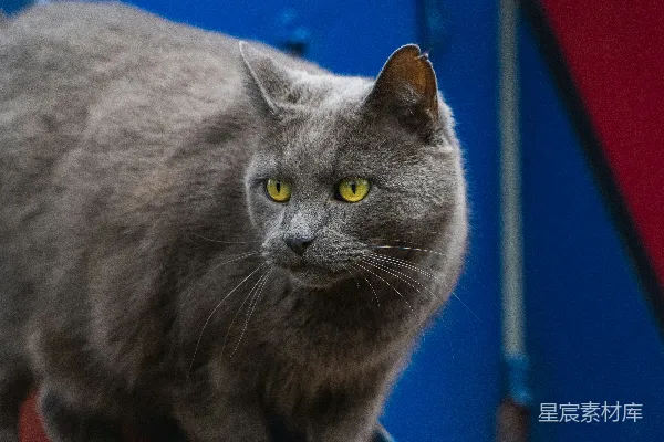 高清摄影 灰色猫的特写
