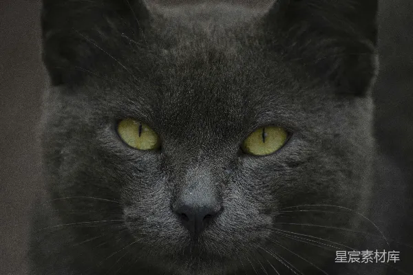高清摄影 深邃的猫眼