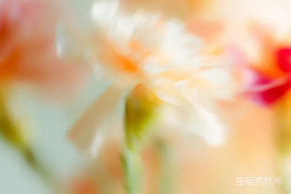高清摄影 朦胧的花影