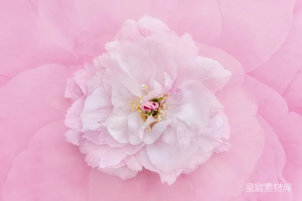 高清摄影 粉红牡丹花特写