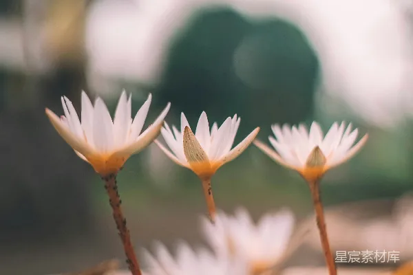 高清摄影 宁静的水莲花