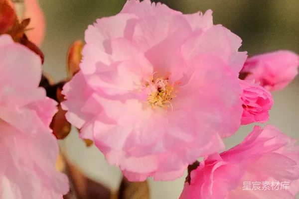 高清摄影 粉嫩樱花盛开