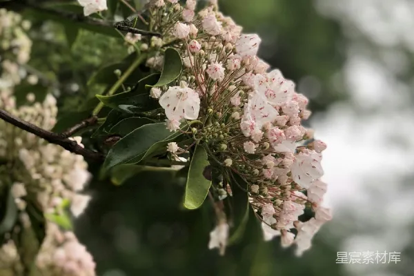 高清摄影 山月桂的芬芳