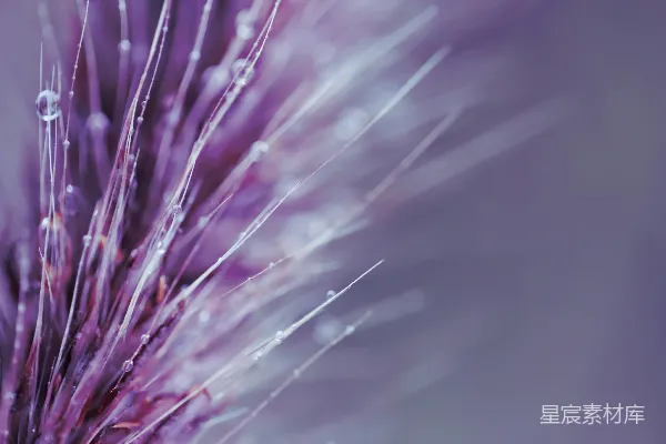 高清摄影 紫色草尖上的露珠