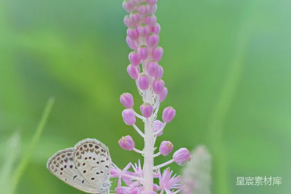 高清摄影 粉蝶与花穗