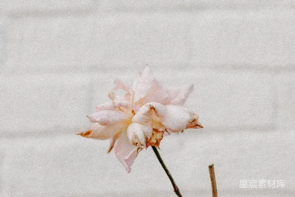 高清摄影 凋零的花朵