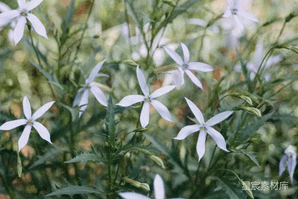 高清摄影 梦幻花园的紫色花朵