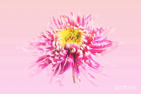 高清摄影 粉红背景上的菊花