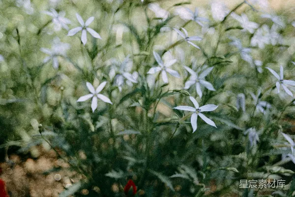 高清摄影 幽静花园中的白花