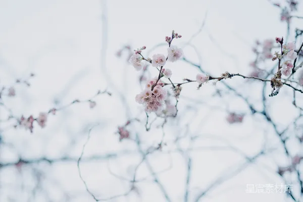 高清摄影 早春的樱花