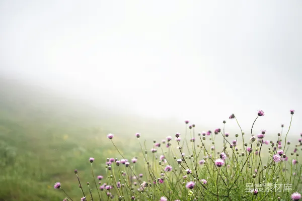 高清摄影 雾中花田