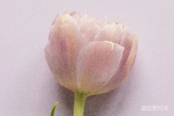 高清摄影 粉嫩郁金香