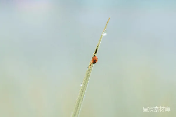 高清摄影 露珠中的草地