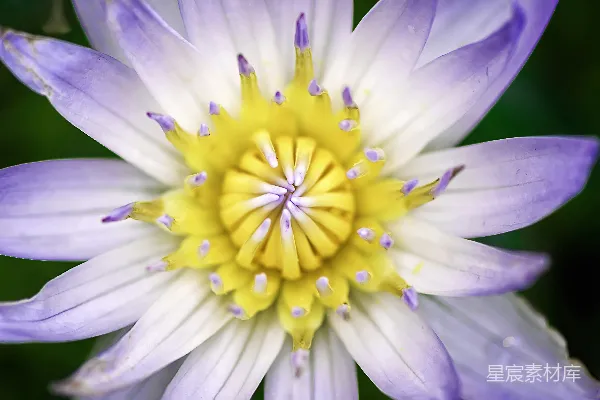 高清摄影 紫色莲花的细腻之美