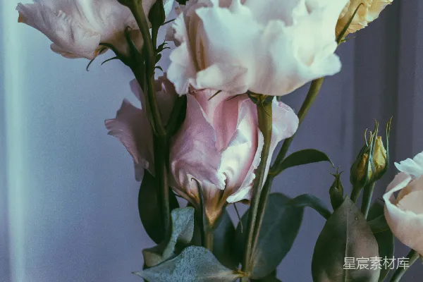 高清摄影 淡雅的白色与粉色花朵