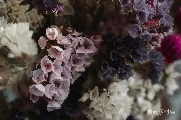高清摄影 干花的温柔与静谧