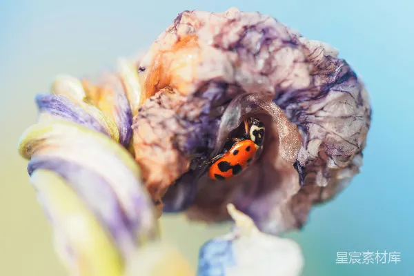 高清摄影 花间瓢虫：自然的奇妙瞬间