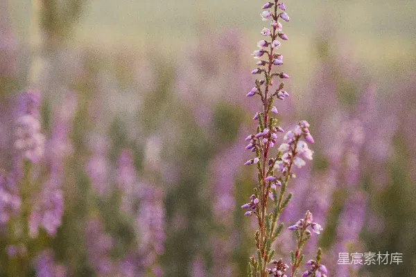 高清摄影 紫色花海中的独特一枝