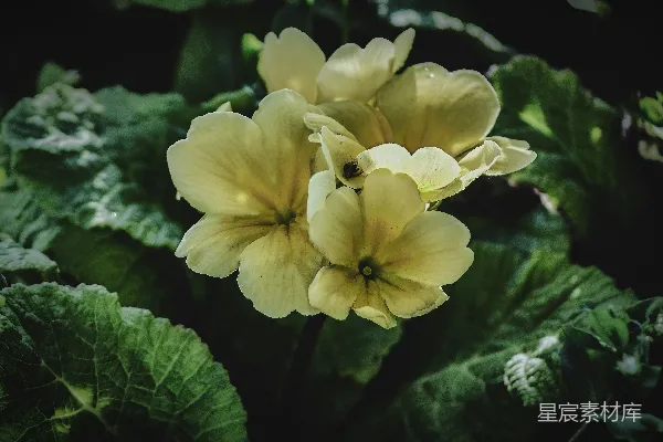 高清摄影 柔和的黄花