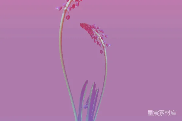 高清摄影 粉红背景下的花朵