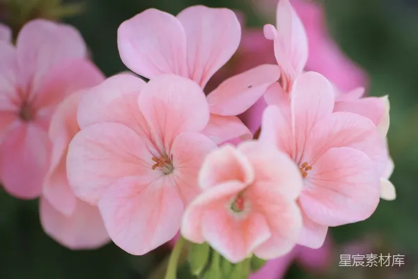 高清摄影 粉嫩花影：淡雅的花艺之美