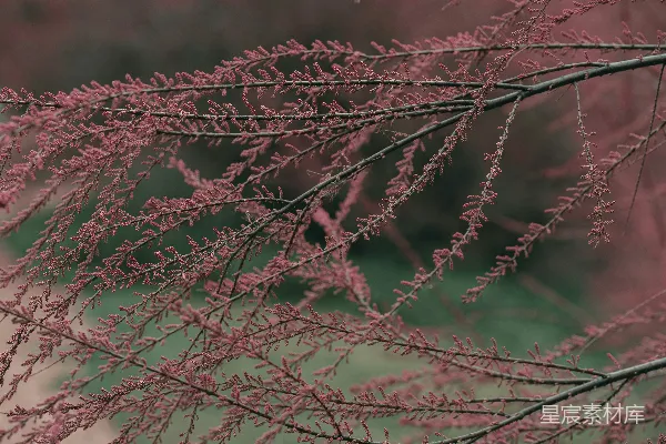 高清摄影 粉红花絮的树枝