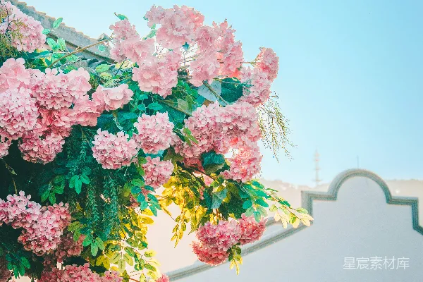 高清摄影 粉嫩花墙下的建筑