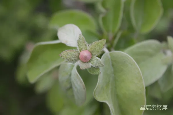 高清摄影 粉嫩花蕾与绿叶的静谧之美