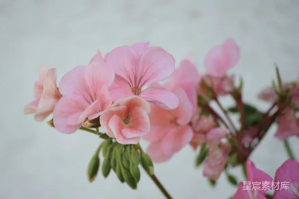 高清摄影 粉色花蕾绽放