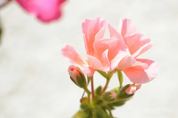 高清摄影 粉红花序的温柔绽放