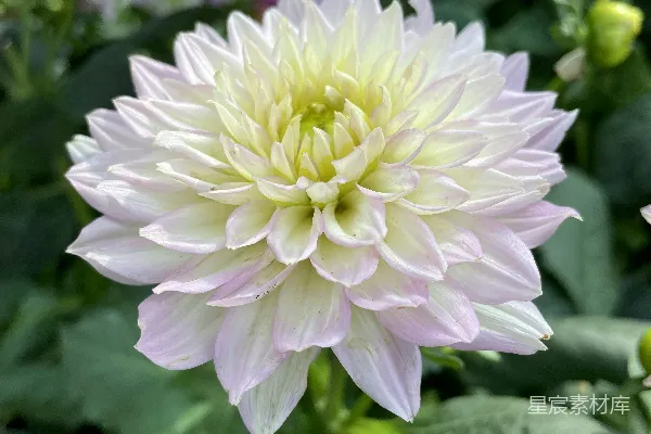 高清摄影 粉白相间的秋日雏菊
