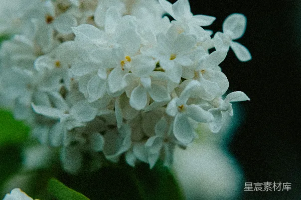 高清摄影 白花绽放的宁静时光