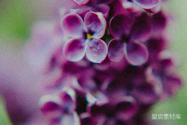 高清摄影 紫色丁香花特写