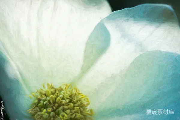高清摄影 抽象花卉与流动背景