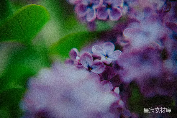 高清摄影 紫色丁香花特写