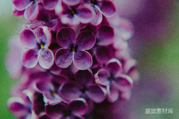 高清摄影 紫色丁香花特写