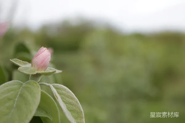 高清摄影 粉色花蕾的宁静时刻