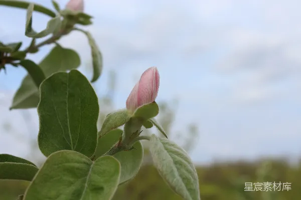 高清摄影 粉色花蕾与绿叶的自然美
