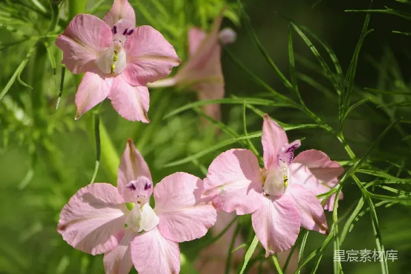 高清摄影 粉嫩鸢尾花盛开