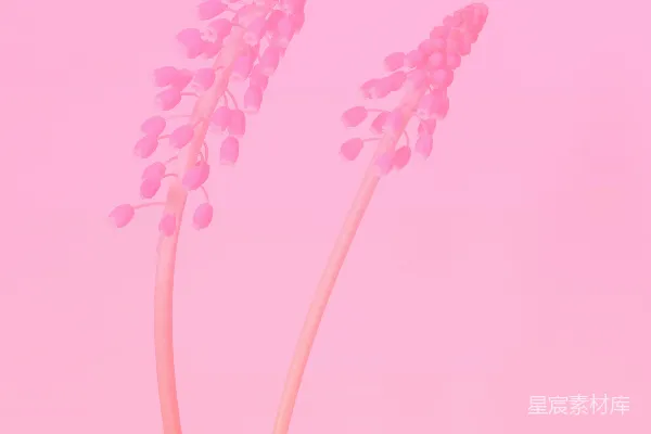 高清摄影 粉色花穗的春天