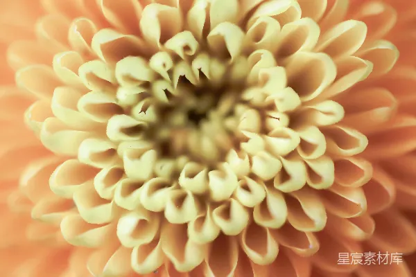 高清摄影 金色菊花特写
