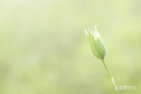 高清摄影 初绽的花蕾