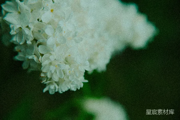 高清摄影 纯洁的白色花朵