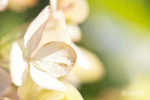 高清摄影 光线下的花瓣特写