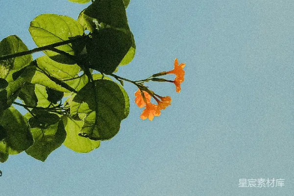 高清摄影 蓝天下的橙花